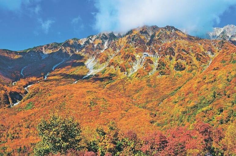 日本立山黑部的紅葉進入最佳觀賞季 比往年晚了一周